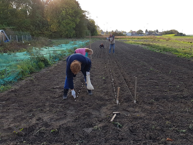 Plantation de l'ail à Méricourt octobre 2019