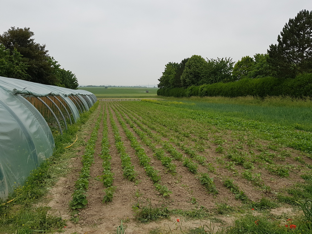 2018 , nouvelle serre à Méricourt