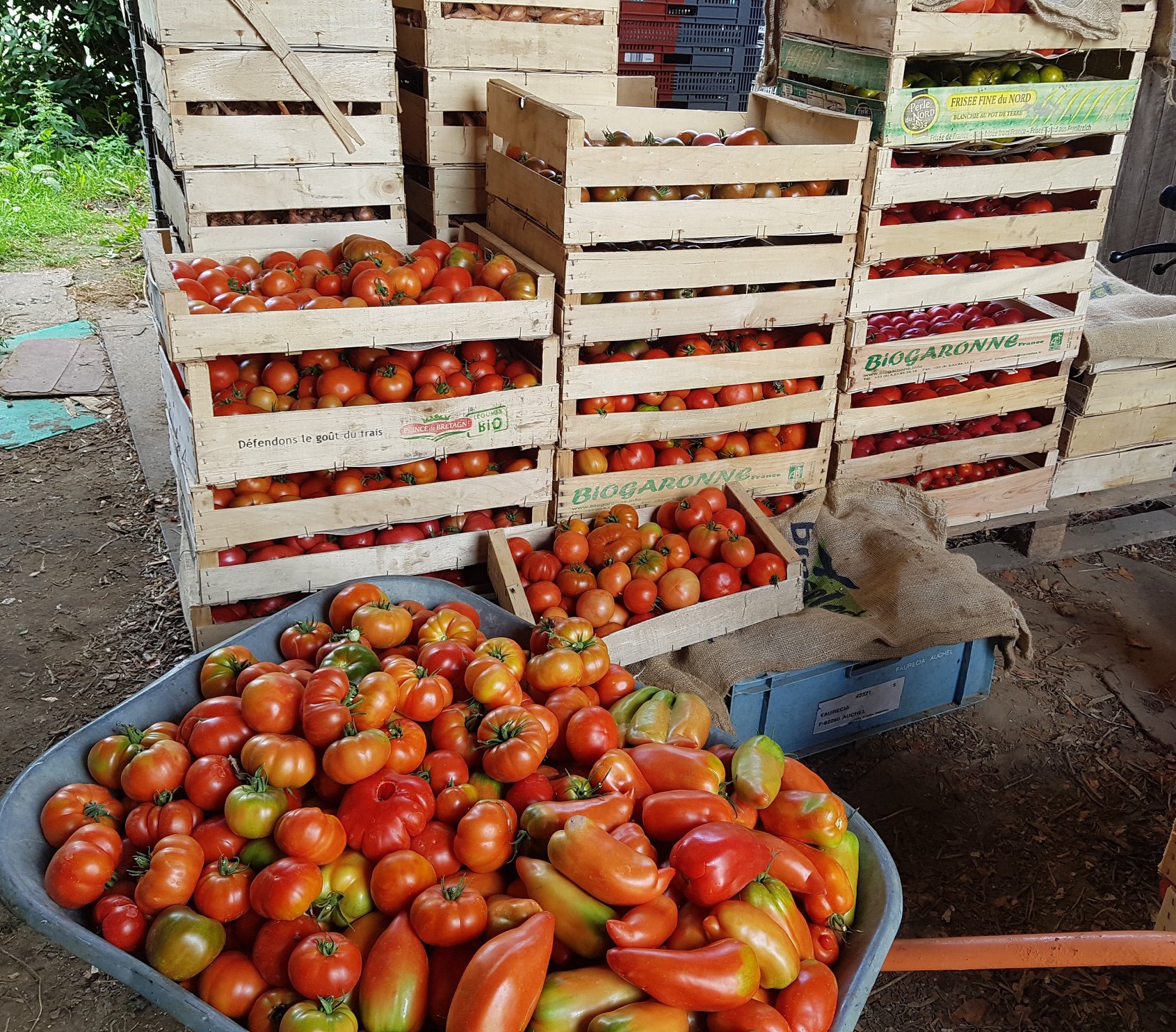 Panier de légumes de saison frais à Arras