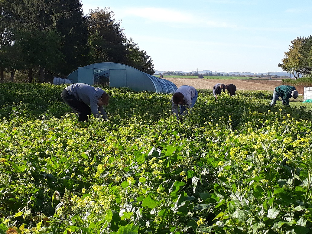 Récolte haricots Beurre